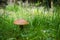 Birch bolete mushroom in lush green grass