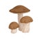 Birch bolete mushrooms with brown caps. Scaber stalks fungi composition. Fresh edible raw fungus. Organic natural forest