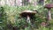 Birch bolete mushrooms leccinum scabrum growing in forest