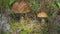 Birch Bolete Mushrooms Leccinum scabrum Growing in Forest