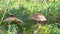 Birch bolete mushrooms leccinum scabrum growing in forest