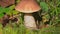 Birch Bolete Mushrooms Leccinum scabrum Growing in Forest