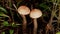 Birch bolete mushrooms, leccinum scabrum, growing in forest. Mushroom, leccinum versipelle, grows in the grass in the