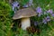 Birch bolete under mossy stump among flowers and a cone