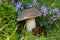 Birch bolete under mossy stump among flowers and a cone
