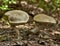 Birch Boletes