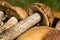 Birch boletes close-up