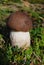 Birch boletus