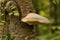 Birch Bracket Fungi