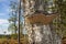 Birch bracket on an old birch in Northern Sweden