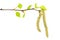 Birch branch with catkins and green leaves isolated on white background