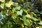 Birch branch with green and yellowed autumn leaves