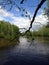 Birch branch over a fast river.