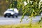 birch branch with yellow and green autumn leaves on a defocused highway and cars in the background