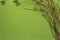 Birch branches on bright green background. Easter background. Zero Waste concept