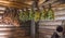 Birch branches inside a banya, a log bath house