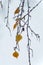 Birch branches and leaves with icicles under freezing rain