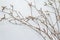 Birch branches on light blue background. Easter background. Zero Waste