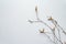 Birch branches on light blue background. Easter background. Zero Waste