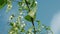 Birch branches moving on sky shot