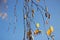 Birch branches with remnants of foliage and catkins on a clear autumn dayn