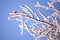 Birch branches winter rime nature