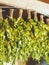 Birch brooms hang under a canopy, dried for further use in a Russian bath. Preparation of bath brooms for future use