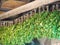 Birch brooms hang under a canopy, dried for further use in a Russian bath. Preparation of bath brooms for future use