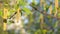 Birch catkins in spring park close-up, allergies to pollen of spring flowering plants concept