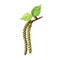 Birch catkins watercolor illustration. Birch tree blooming element. New fresh spring catkins with green small leaves