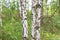 Birch close up . Birch grove in the forest of Belarus