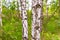 Birch close up . Birch grove in the forest of Belarus