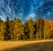 Birch and conifeourous forest in the autum with dramatic sky