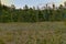 Birch and coniferous forest next to reeds