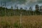 Birch and coniferous forest next to reeds