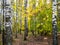 birch copse in autumn fores