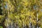 birch copse lit by sun in forest of urban park