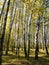 birch copse of urban park in autumn