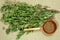 Birch. Dry plants. Herbal medicine, phytotherapy medicinal herbs