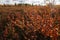 Birch dwarf Betula nana in autumn in tundra near Narian-Mar. Bright autumn red yellow colors