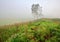 Birch in the field in the fog