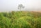 Birch in the field in the fog