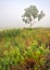 Birch in the field in the fog