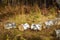 Birch Firewood or Chocks Lying on Dry Grass in Autumn Forest