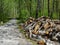 Birch firewood near the path