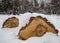 Birch firewood under the recently fallen snow in Novosibirsk, Russia