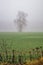 Birch in the fog in late autumn in Central Russia.