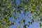 Birch foliage over plain blue sky for purity of nature