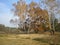 birch in the foreground, forest behind the village , autumn, tree shadows