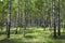 Birch forest